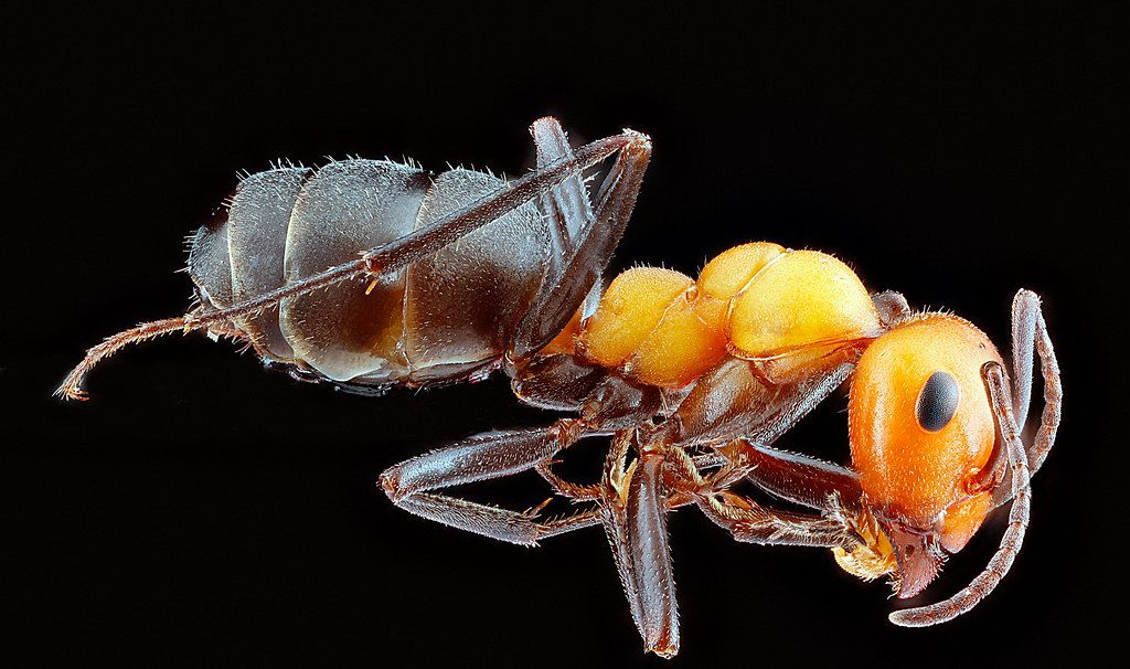 Ant Control service in Dayton, OH