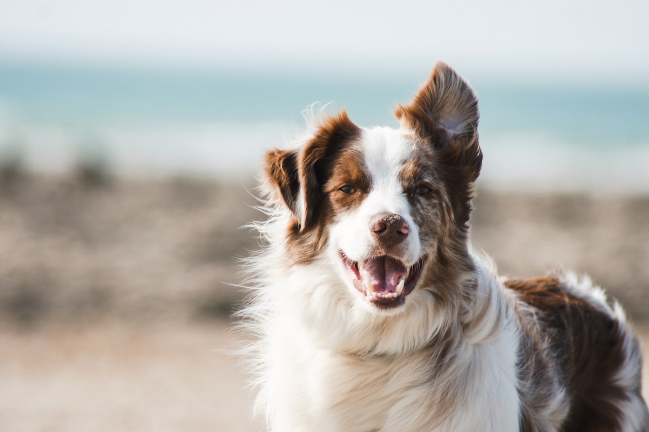 Flea & Tick Control service in Dayton, OH