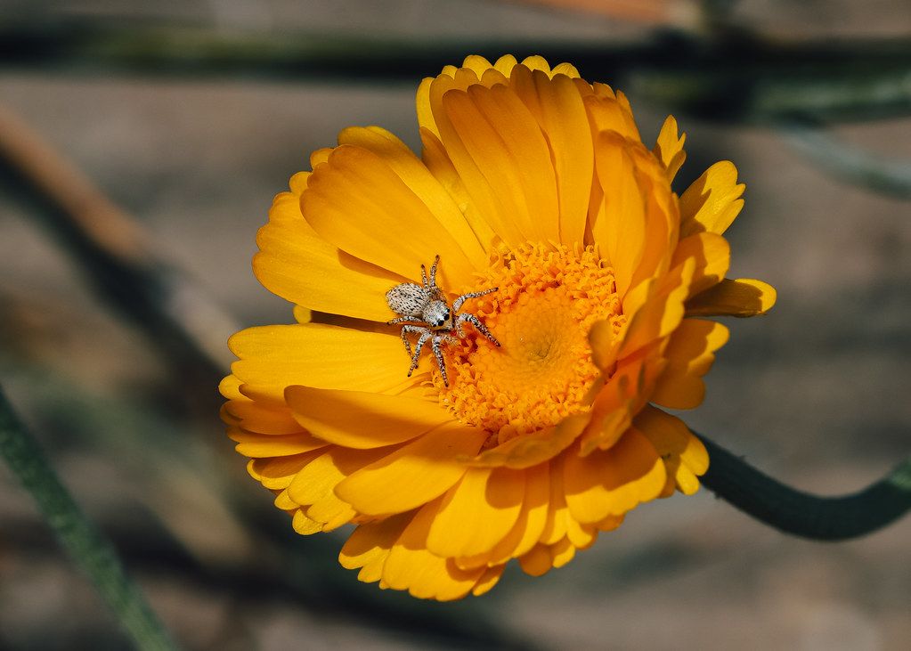 Spider Control service in Dayton, OH
